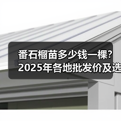 番石榴苗多少钱一棵？2025年各地批发价及选购指南（图2）