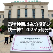 黄精种苗批发价格多少钱一株？2025行情分析（图2）