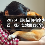 2025年桑树苗价格多少钱一棵？各地批发价详解（图3）