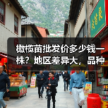 橄榄苗批发价多少钱一株？地区差异大，品种怎么选？（图3）