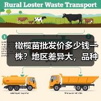橄榄苗批发价多少钱一株？地区差异大，品种怎么选？（图4）