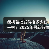 桑树苗批发价格多少钱一株？2025年最新行情解析（图4）