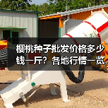 樱桃种子批发价格多少钱一斤？各地行情一览