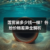 莲雾苗多少钱一棵？各地价格差异全解析（图2）