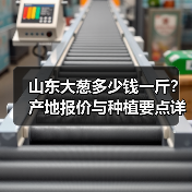 山东大葱多少钱一斤？产地报价与种植要点详解