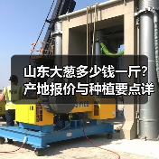 山东大葱多少钱一斤？产地报价与种植要点详解（图4）