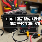 山东甘蓝最新价格行情，亩增产40%如何实现？（图3）