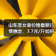 山东圣女果价格最新行情稳定，3.7元/斤如何影响种植收益？（图2）