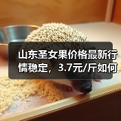 山东圣女果价格最新行情稳定，3.7元/斤如何影响种植收益？（图4）