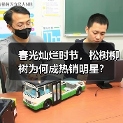 春光灿烂时节,松树柳树为何成热销明星?(图4) 春光灿烂时节,松树柳树为何成热销明星?(图4)