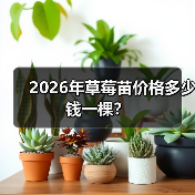 2026年草莓苗价格多少钱一棵？