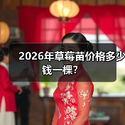 2026年草莓苗价格多少钱一棵?(图2) 2026年草莓苗价格多少钱一棵?(图2)