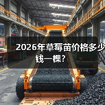 2026年草莓苗价格多少钱一棵?(图4) 2026年草莓苗价格多少钱一棵?(图4)