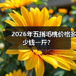 2026年五指毛桃价格多少钱一斤?(图1) 2026年五指毛桃价格多少钱一斤?(图1)